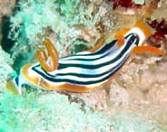 Photo:B. & S. Koretz; See note in Sea Slug Forum